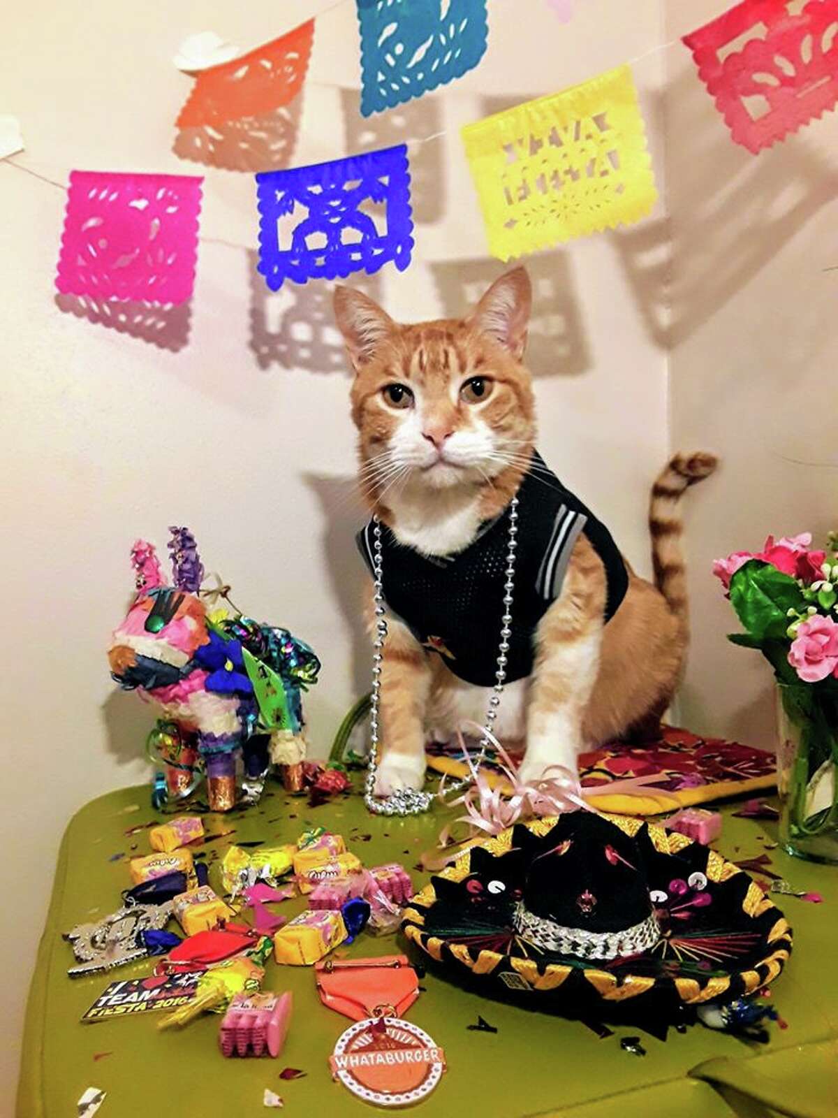 The San Antonio Humane Society will broadcast a Fiesta-style parade with shelter animals via Facebook Live at approximately 3 p.m. on May 2. Each year, the humane society hosts the "El Rey Fido" coronation, an official Fiesta fundraising event, which joins other pet-centered celebrations on the usual April itinerary. Although all parties and parades are being held off due to the ongoing pandemic, Daniela Vasquez, the society's animal behavior evaluator and trainer, found a way to keep the fun going.