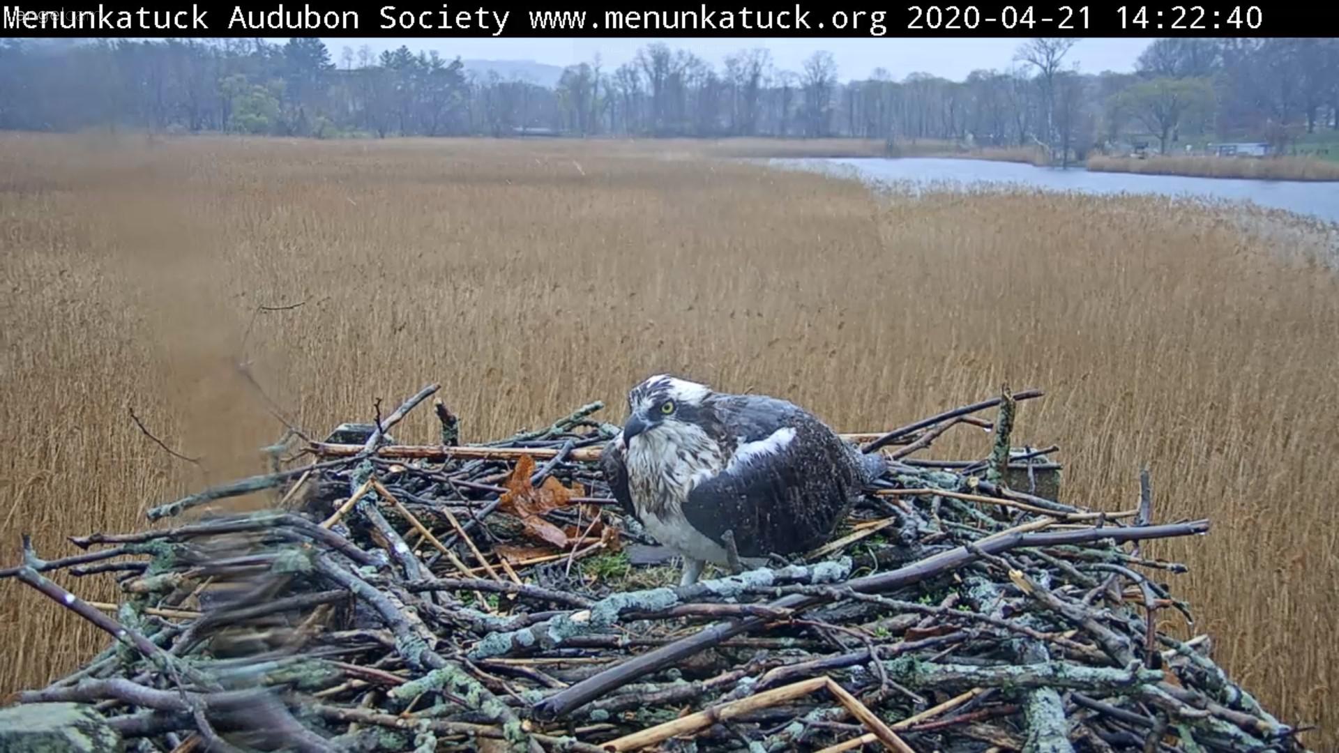 menunkatuck audubon osprey cam