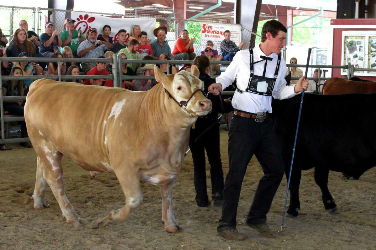 Last year’s Grand Champion Steer is lead by his owner Kyle Williams during the 65th Annual Spring Livestock Show and Fair. This year’s fair is set for April 6-8.