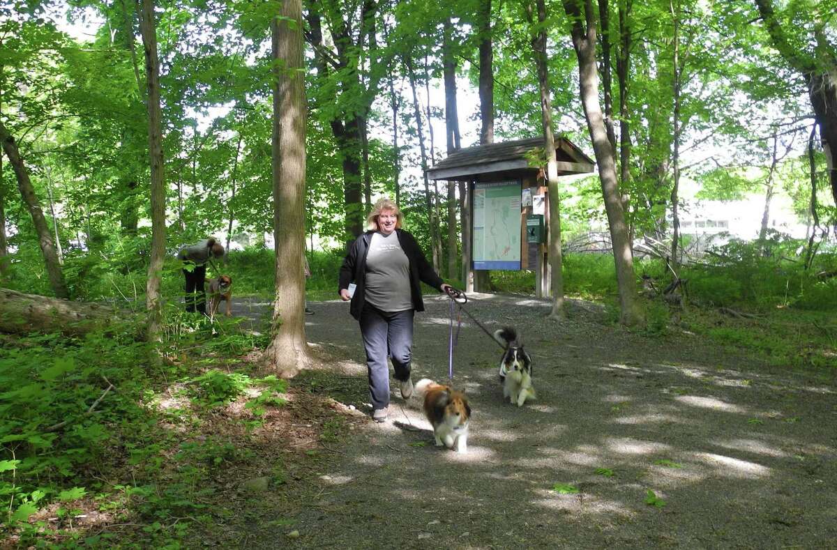 Connie Kamedulski walks her Shelties Boomer, left, and Cooper during the Norwalk River Valley Trail's Mutt Strut last year. This year's event, which is a fundraiser for the trail that will eventually stretch from Norwalk to Danbury, has gone virtual.