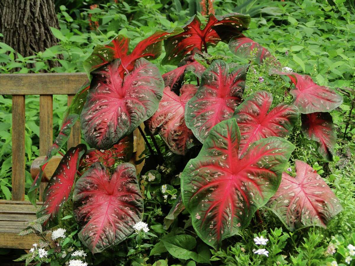 Colorful caladiums can be the heart of the garden