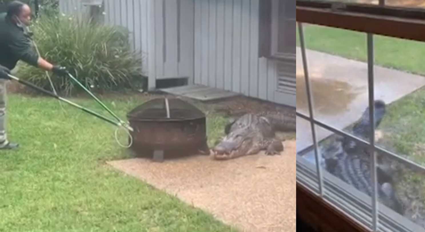 WHOA! Security guards wrangle disruptive gator named 