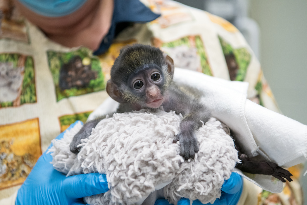 Zoo welcomes playful pair of red-tailed monkeys