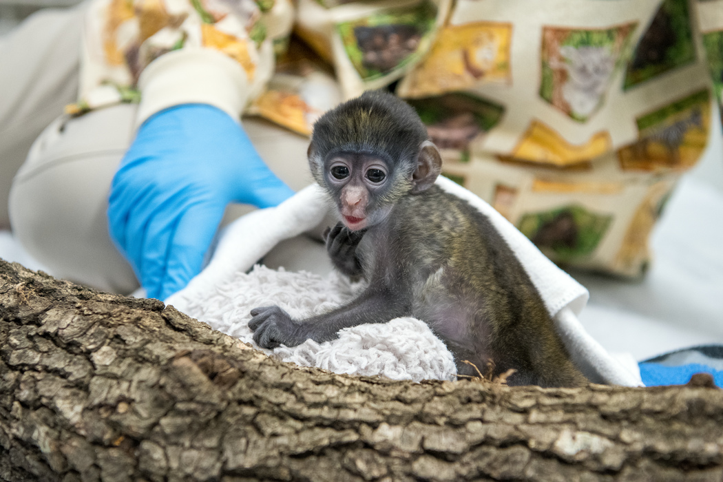 Zoo welcomes playful pair of red-tailed monkeys