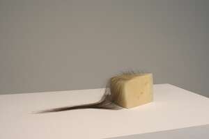 A hairy cheese is now on view at the Menil Collection in Houston