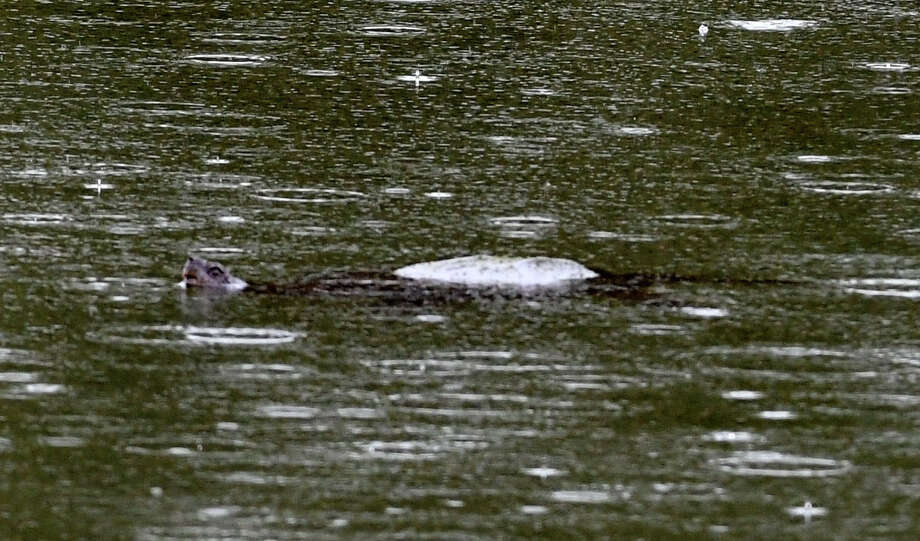 Alligator Sighting In Upstate New York Turns Out To Be A Turtle The Hour