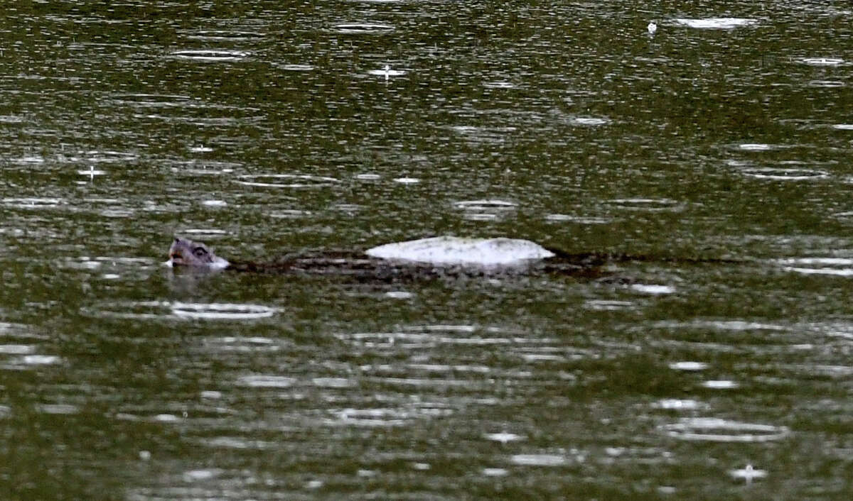 A large turtle is seen in Steinmetz Park pond on Monday, April 27, 2020, in Schenectady, N.Y. There have been reports of a possible alligator sighting in the Goose Hill neighborhood park. New York State Department of Environmental Protection officers searched the pond and found a large snapping turtle, but no signs of an alligator. (Will Waldron/Times Union)