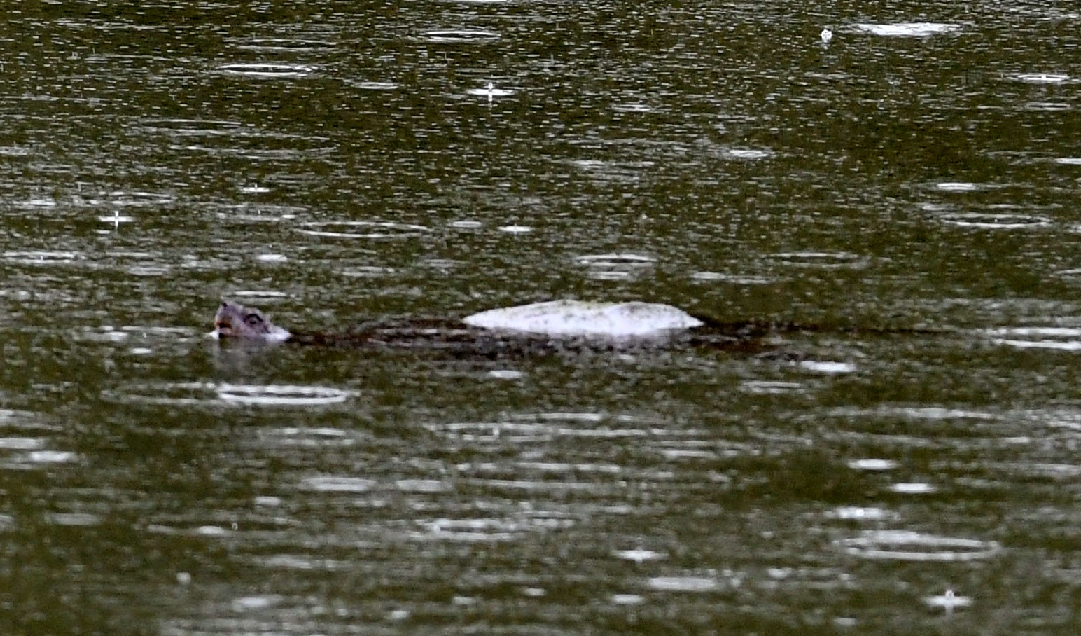 Are There Alligators In Lake Ny?