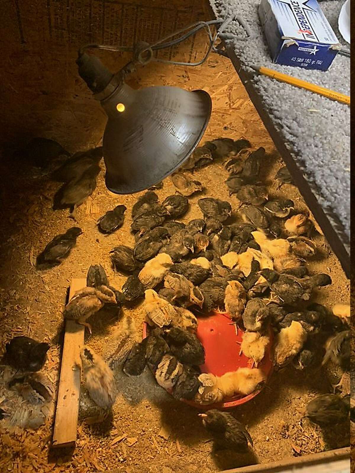 Some of the 400 chicks seized by the Alameda County Sheriff's Office following a cockfighting bust in rural Pleasanton on April 25, 2020.