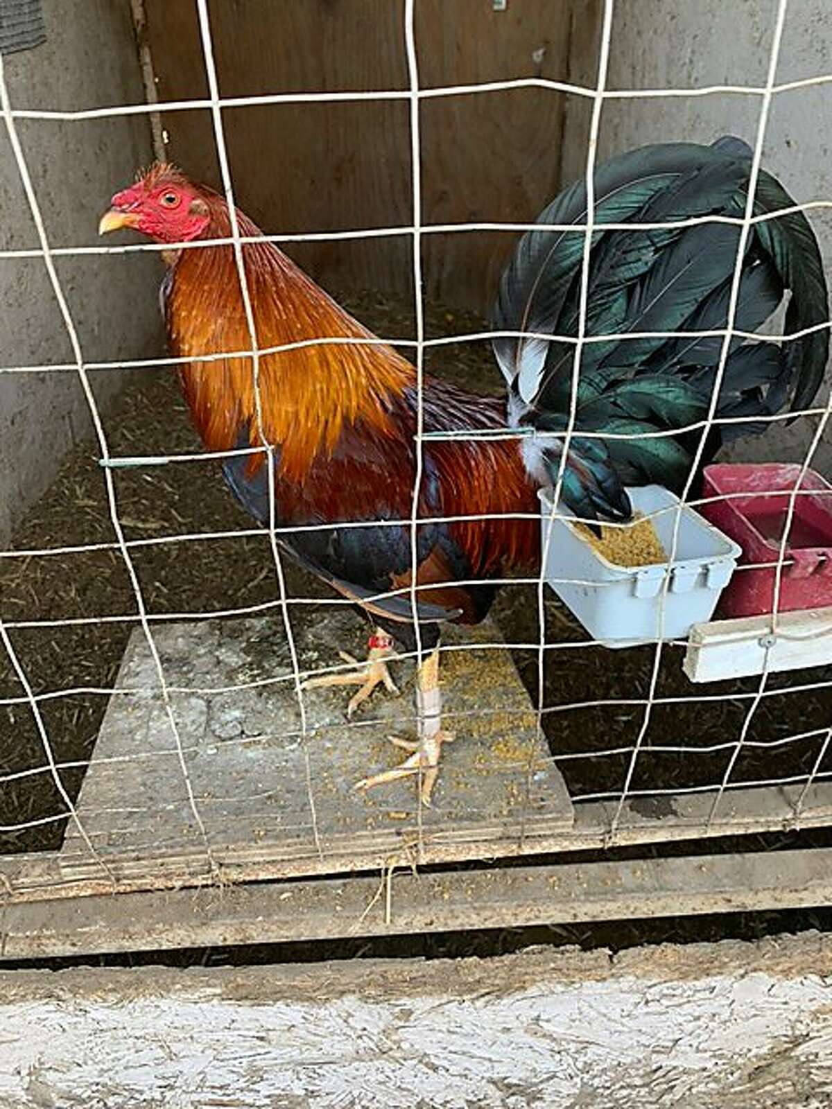 One of the 123 roosters seized following a large cockfighting bust in rural Pleasanton on April 25, 2020. Rooster is seen here with band on its leg, which is used to affix a razor blade.