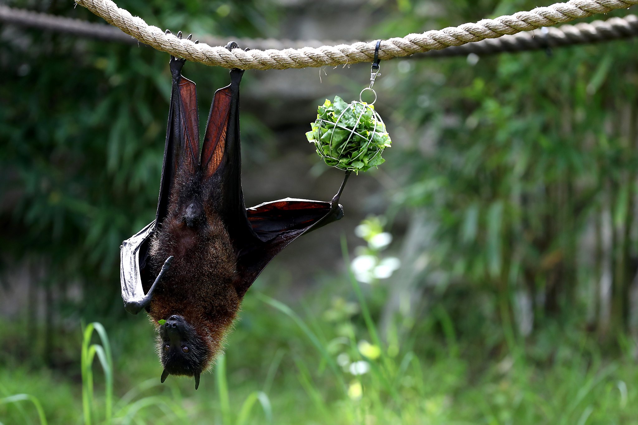 A fruit bat eats lettuce as it hangs from a rope on April 16, 2020 in Oakland, California. BatsBats may be where the coronavirus began. Some scientists believe the virus fermented in bat populations, was passed on to pangolins and then to humans. So, of course some people are going on what the National Resource Defence Council called