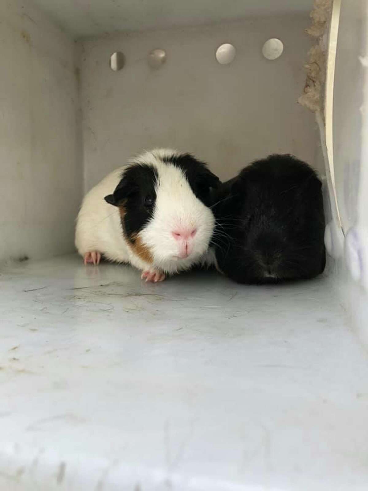 Flea market breeder surrenders nearly 100 animals to Houston Humane Society