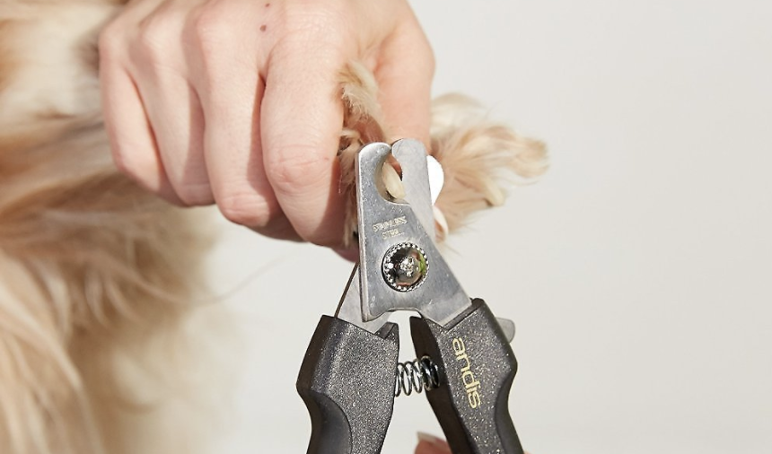 We asked a vet how to clip your dog's nails at home