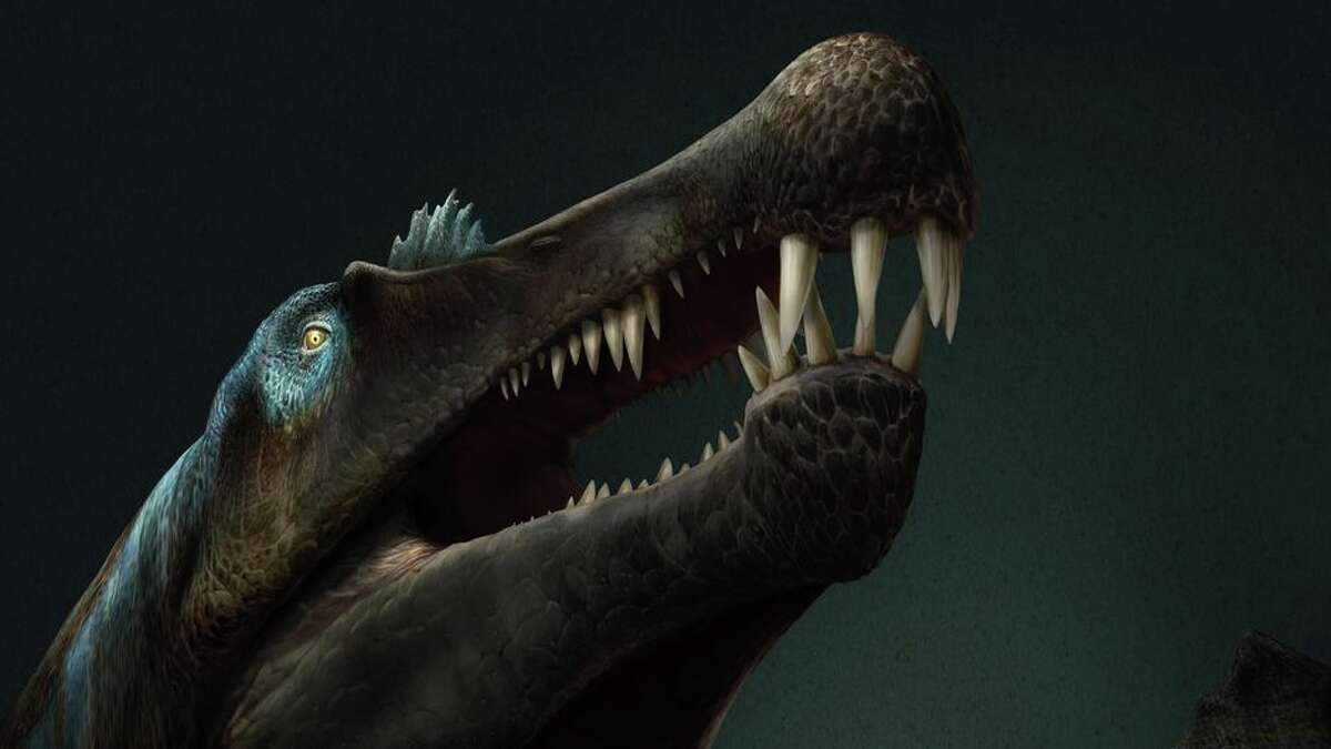 spinosaurus tail discovery
