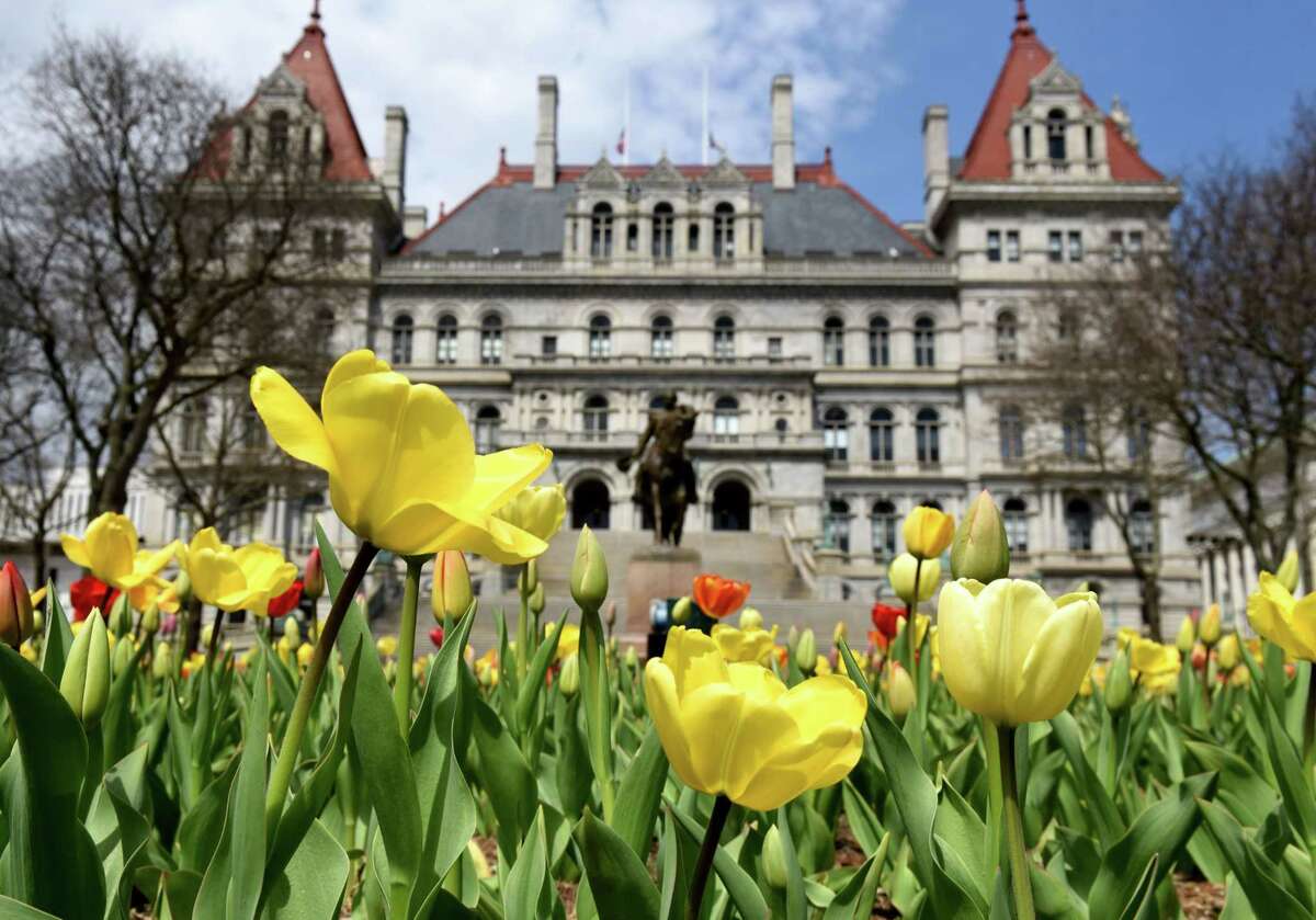 Tulips bloom in East Capitol Park on Wednesday, April 29, 2020, in Albany, N.Y. This year's AlbanyTulip Festival has been canceled because of coronavirus. (Will Waldron/Times Union)
