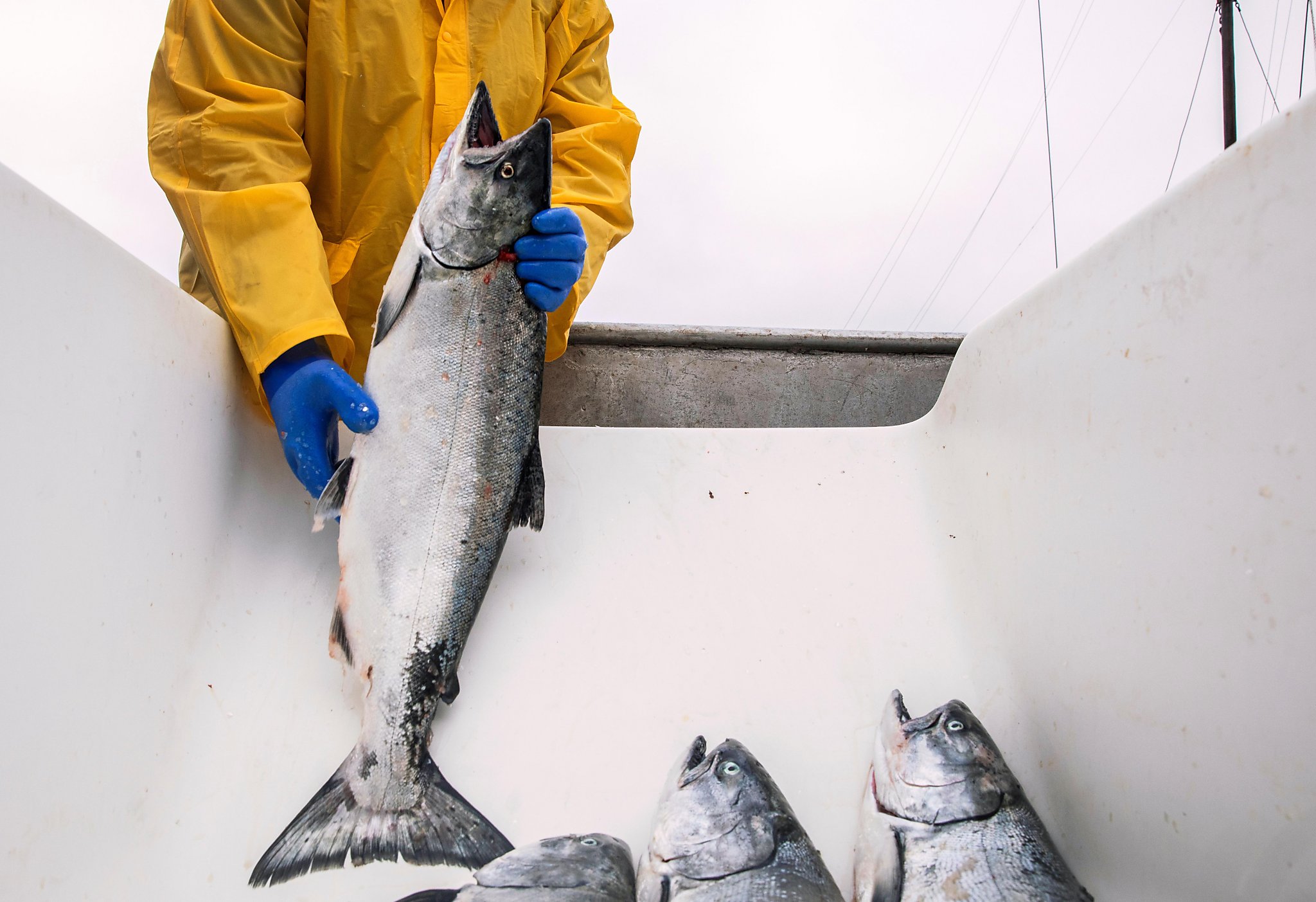 This year’s California commercial salmon season could be half the size