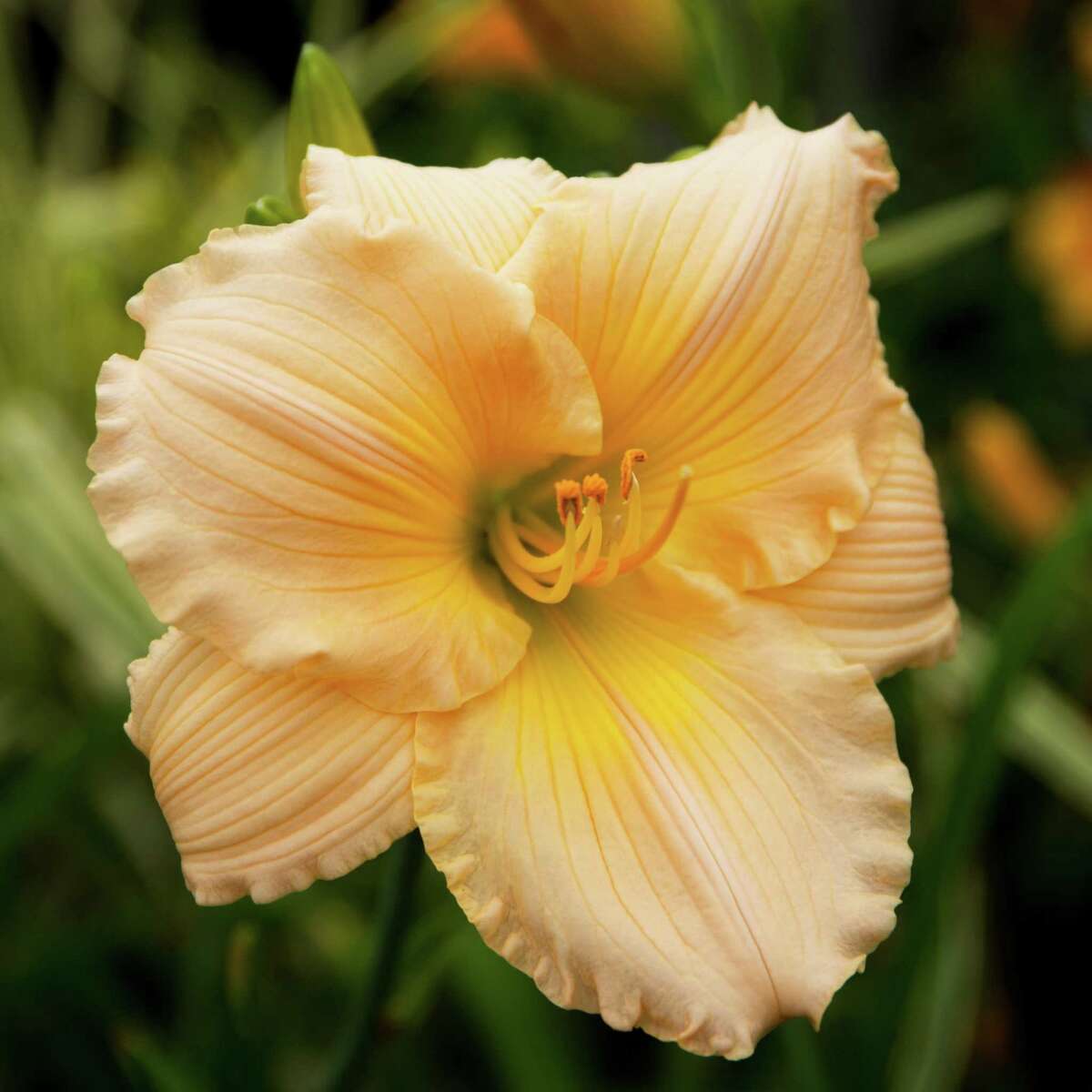 Plant daylilies in your Houston garden. May is their time to shine.