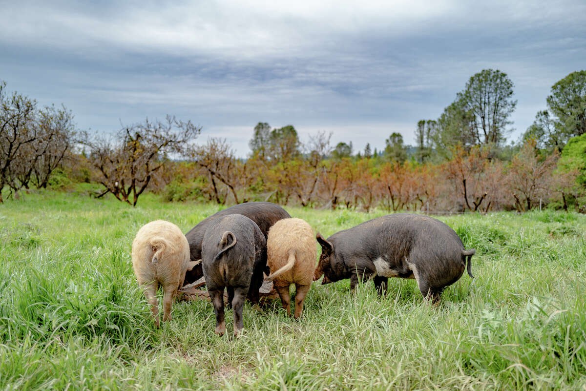 As for their American Mulefoot, Mangalitsa and Hereford hogs, a large part of their “bacon and bouquets” mantra, the animals are typically sold at both farmers markets and high-end San Francisco restaurants like Trou Normand for charcuterie and specialty dishes. Glowaski said chefs pride themselves on using the entirety of the animal in a variety of menu offerings. Trou Normand is temporarily closed “due to the current climate as well as the safety and health of their staff” and calls to the restaurant were unreturned.