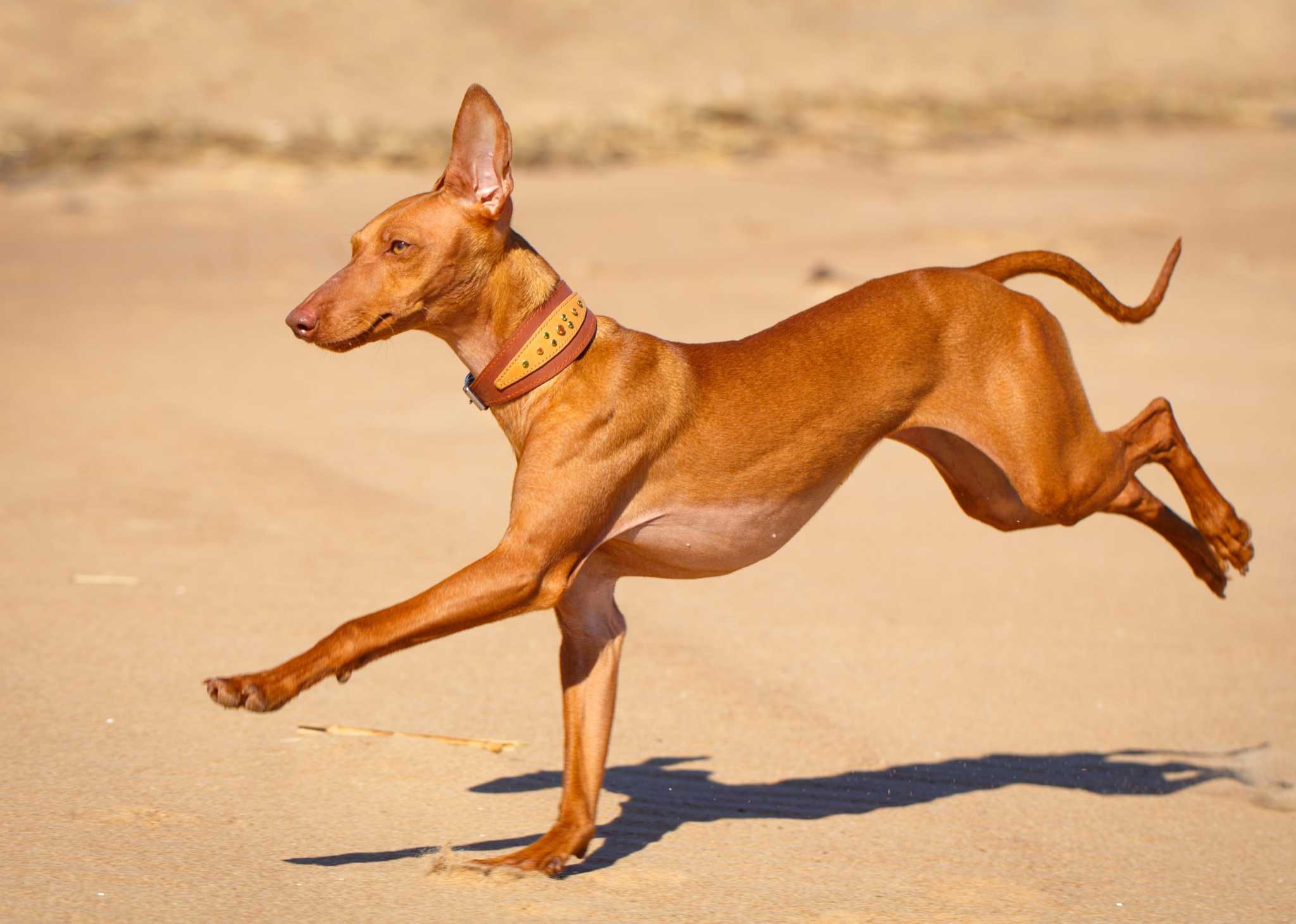 what is the most popular dog breeds in the united states