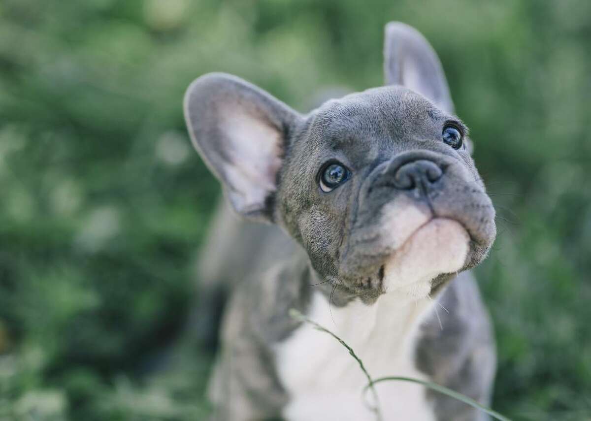 how long have we been breeding dogs