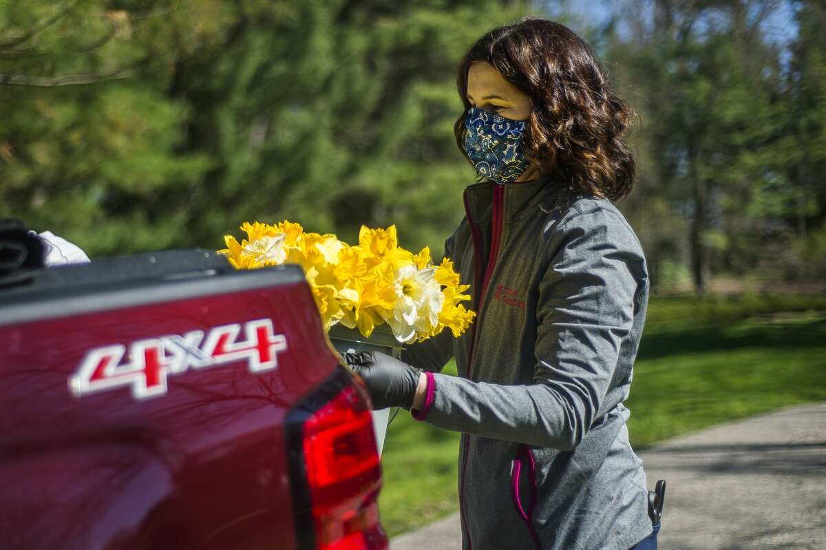 Jenee Velasquez, executive director of The Herbert H. and Grace A. Dow Foundation, helps to load buckets of daffodils into a truck as Dow Gardens employees harvest approximately 500 of the flowers to donate to first responders and other workers at MidMichigan Medical Center-Midland Friday, May 1, 2020. (Katy Kildee/kkildee@mdn.net)