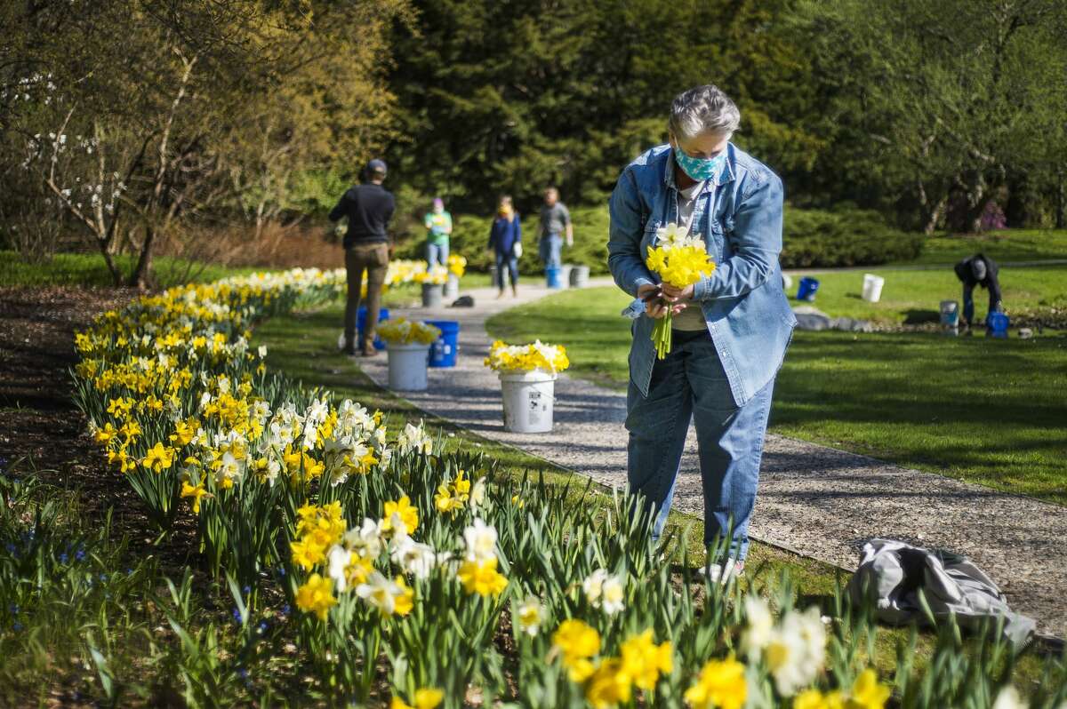Deana Beckham harvests daffodils as Dow Gardens staff prepare to donate approximately 500 of the flowers to first responders and other workers at MidMichigan Medical Center-Midland Friday, May 1, 2020. (Katy Kildee/kkildee@mdn.net)