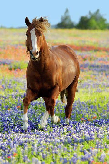 Texas Best Places To See Wildflowers Blooming In May Sfchronicle Com