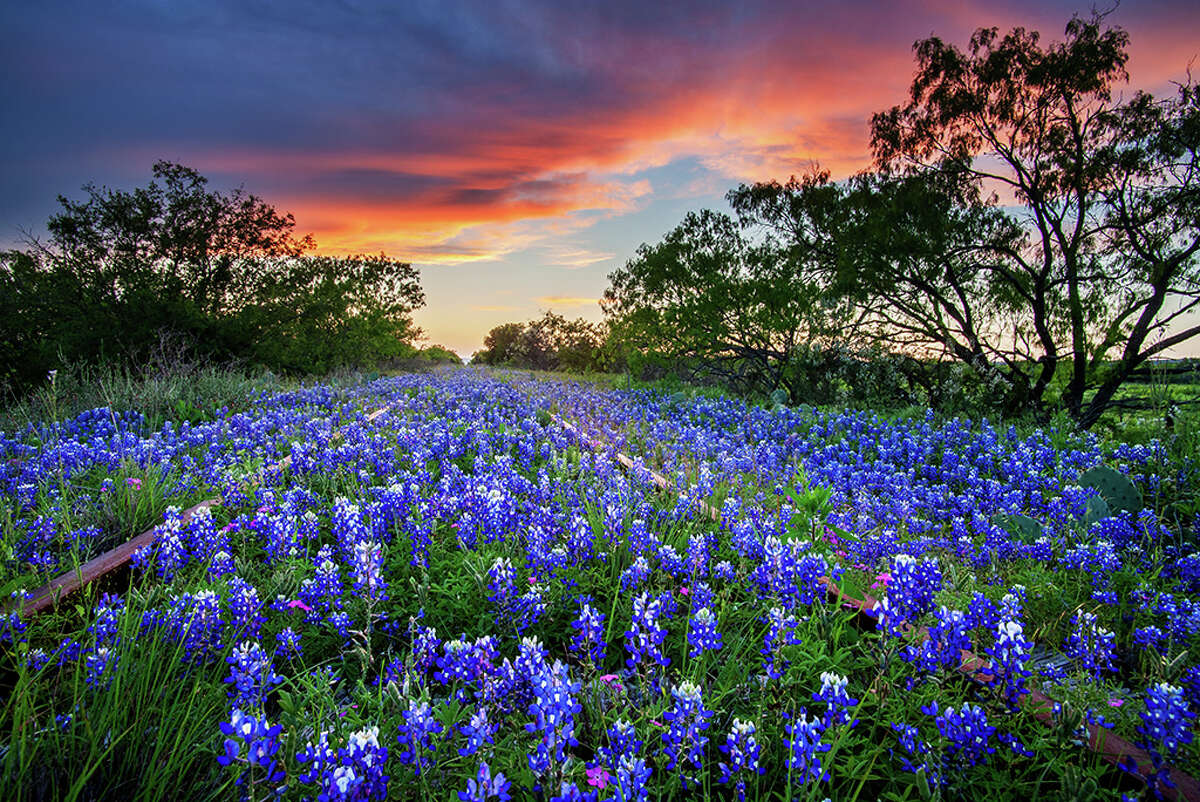 Texas' best places to see wildflowers blooming in May