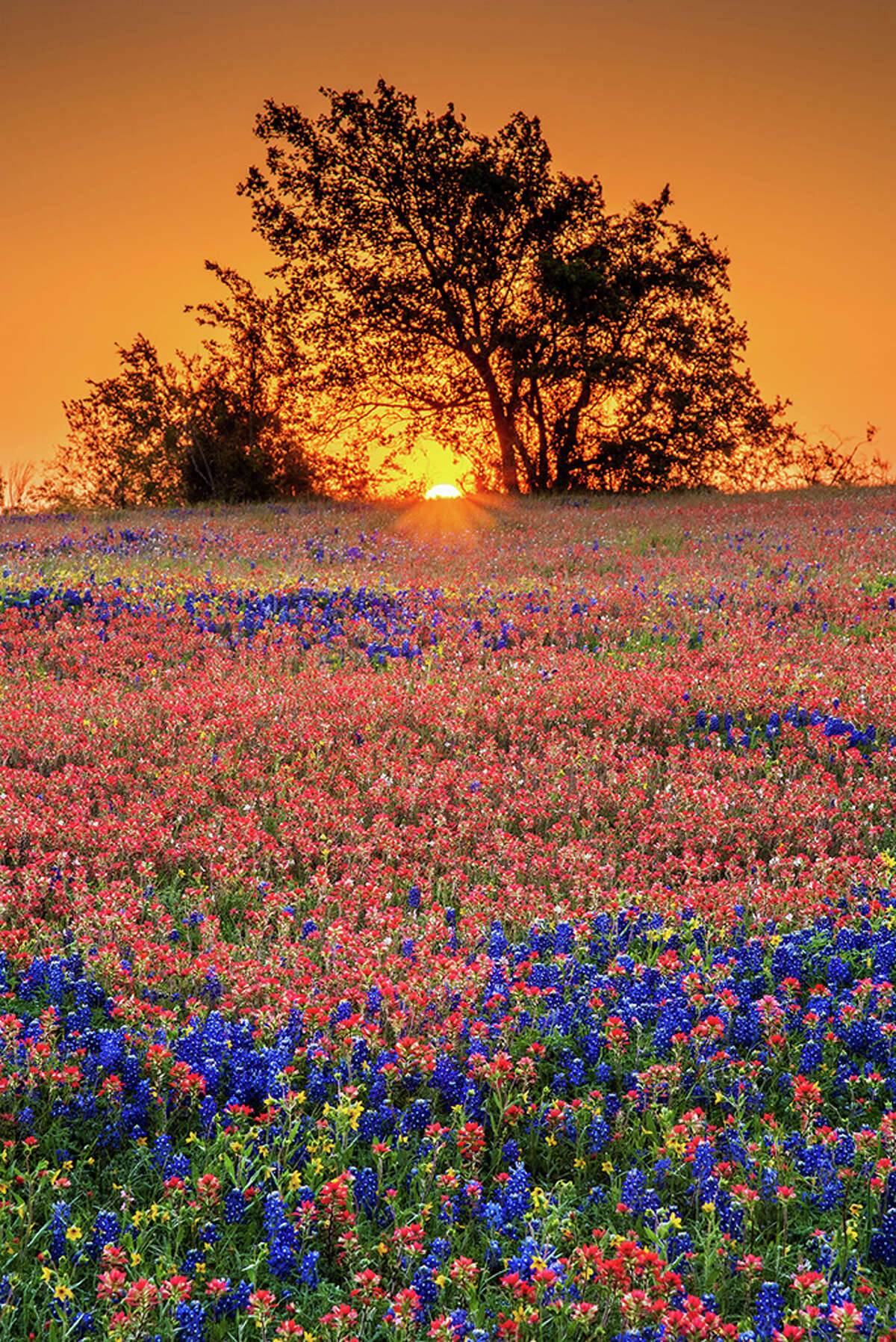 Texas best places to see wildflowers blooming in May