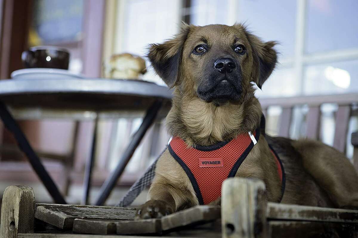 A step-in harnessVoyager Step-In Pet Harness, Starting at $12.99For dogs too squirmy for harnesses with a bunch of clips, this Voyager Step-In Pet Harness is a good fit. Your dog can step right in and you can slip the back of the harness together, then clip their leash onto the hook.