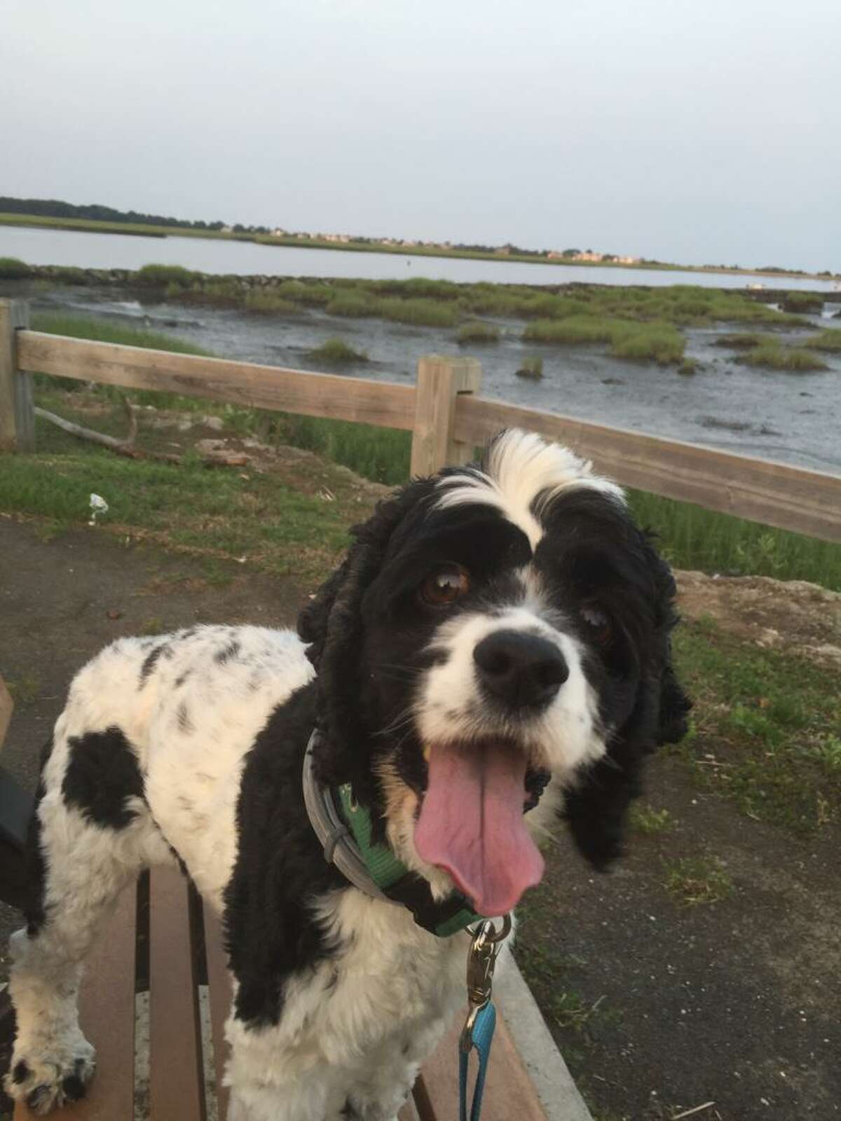 Poppy the Magnificent