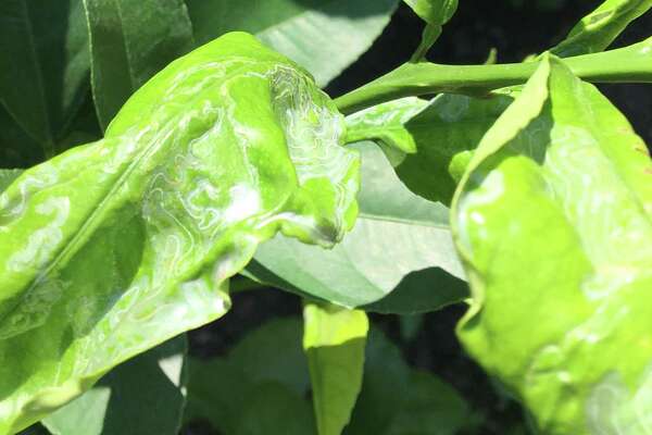 Neil Sperry: Not even citrus is safe from powdery mildew ...