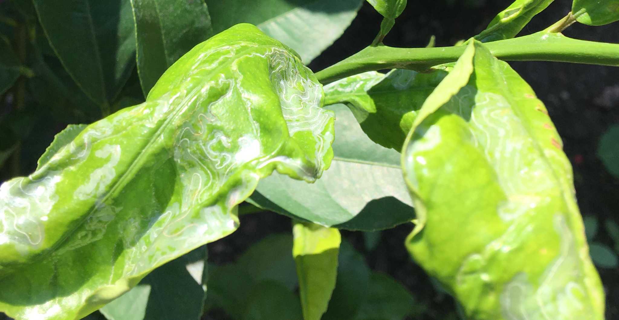 Neil Sperry: Not even citrus is safe from powdery mildew