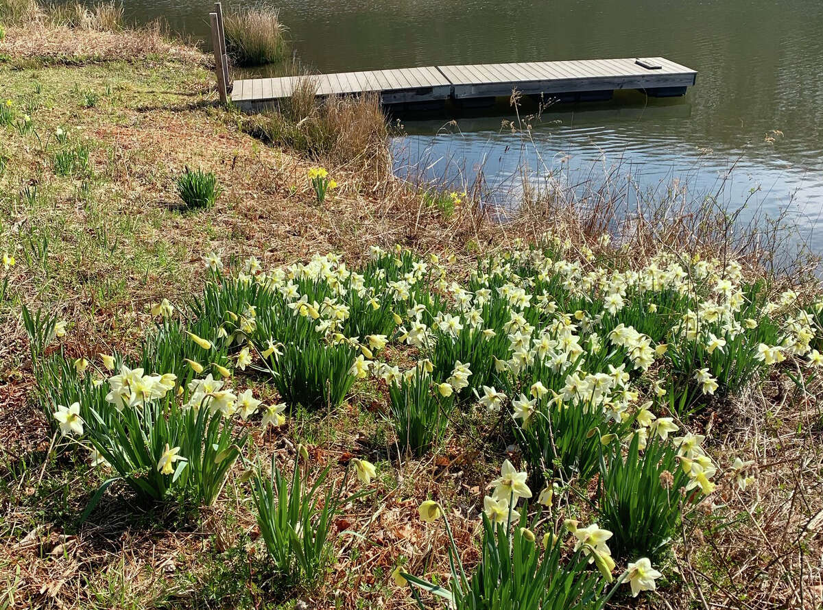 Take a virtual visit of Litchfield's daffodil field