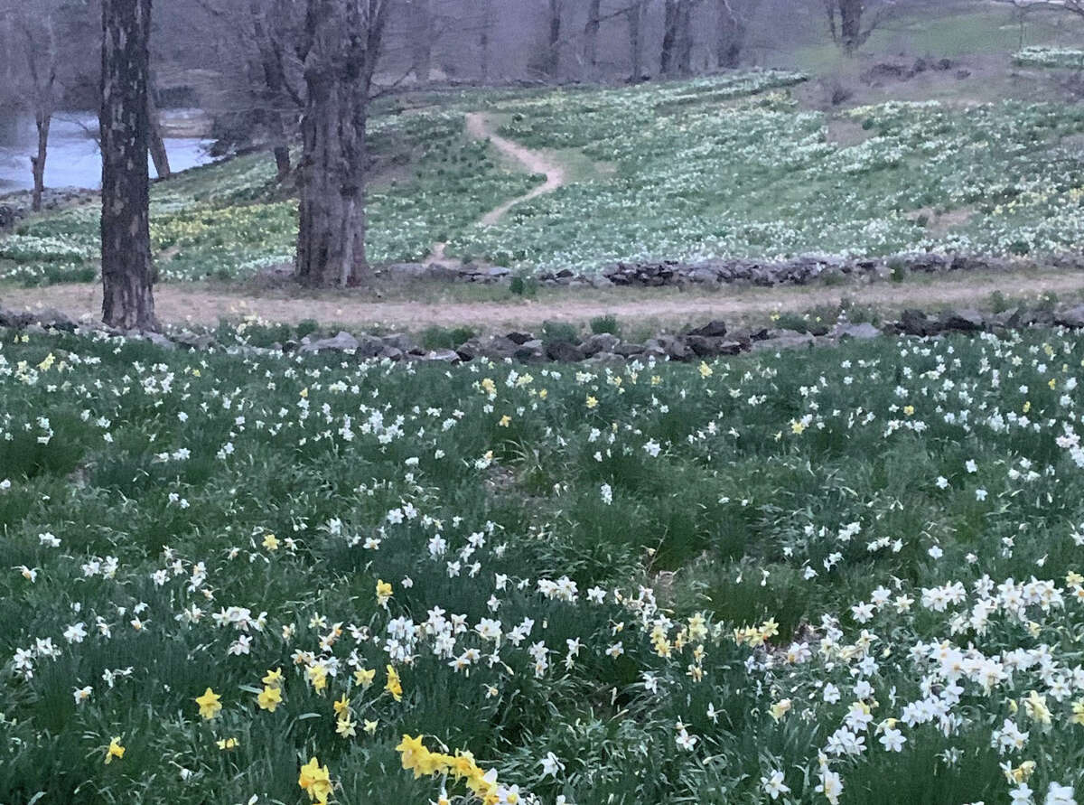 Take a virtual visit of Litchfield's daffodil field