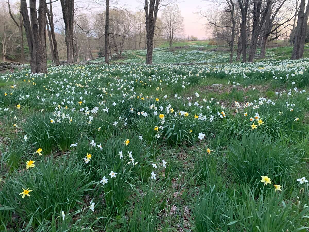 Daffodils in Litchfield on May 4, 2020.