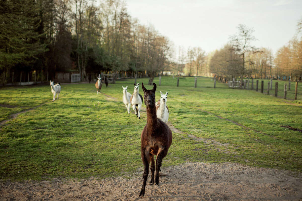 Antibodies produced by Winter, a 4-year-old llama in Belgium, could help lead to a remedy for the novel coronavirus.