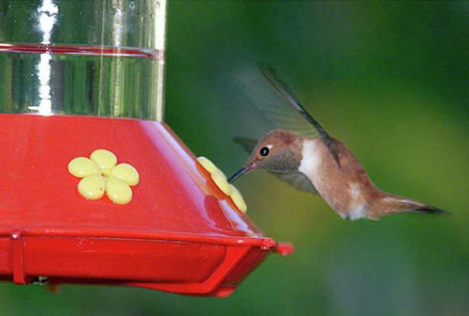 Offer Hummingbirds A Feast San Antonio Express News