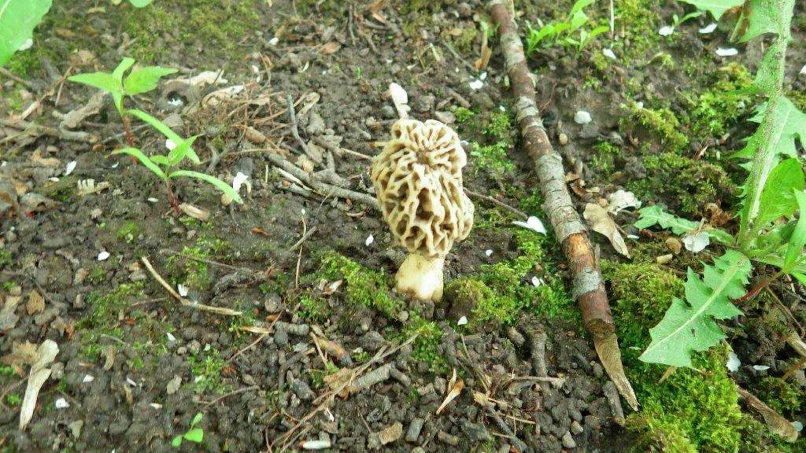 A morel mushroom on the ground.