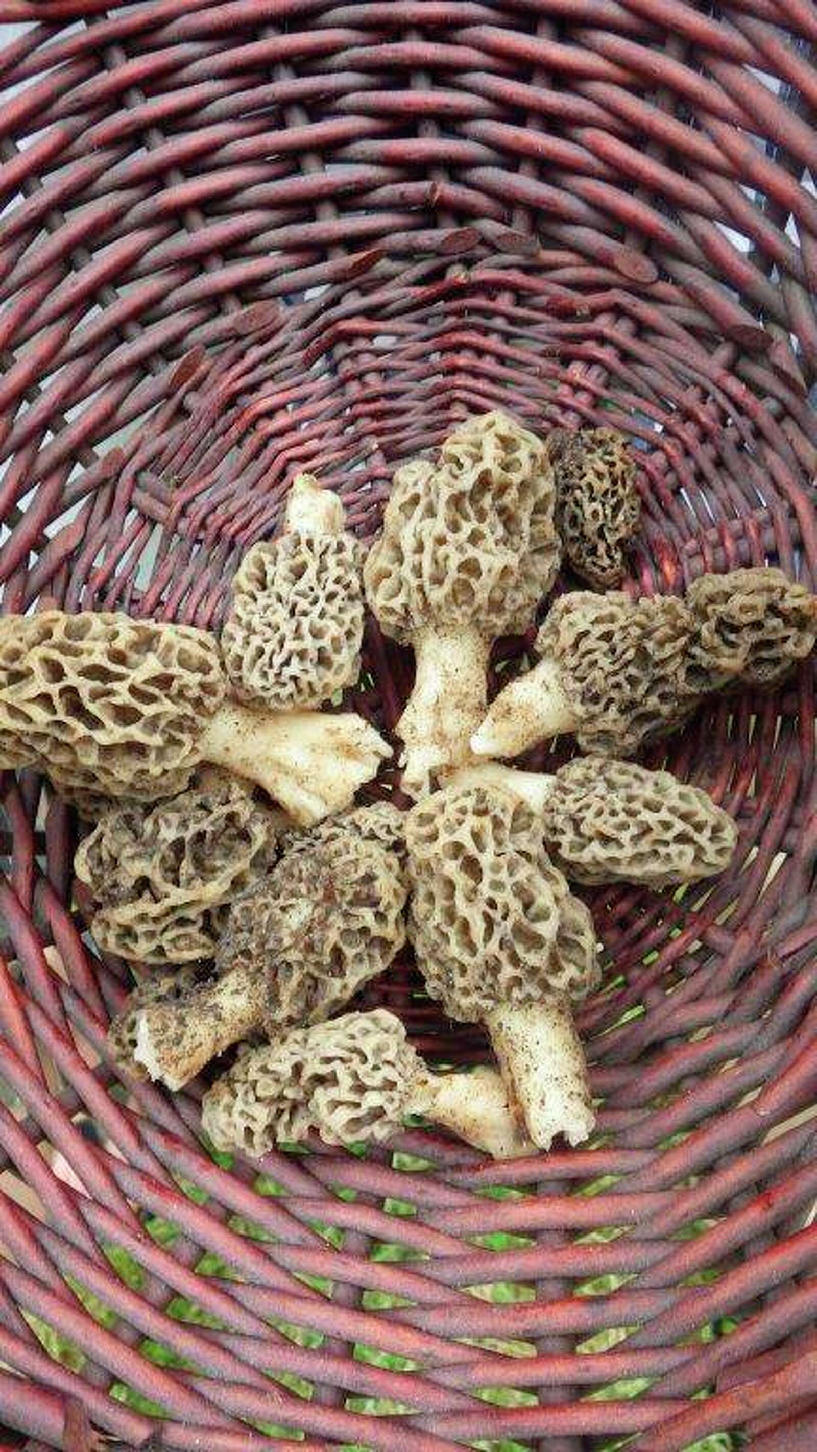 5-things-to-know-about-morel-mushroom-hunting