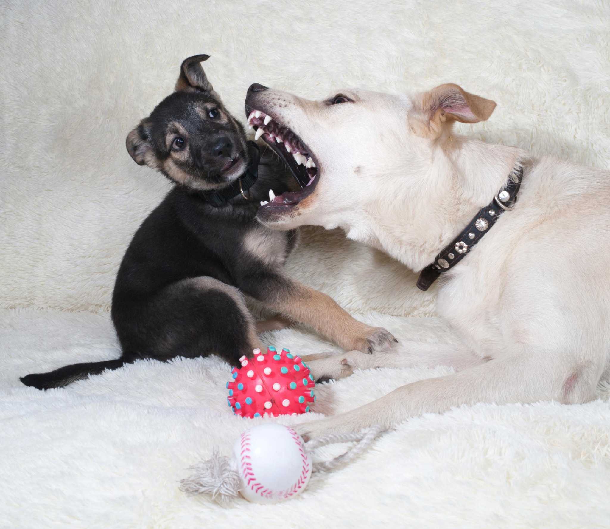 Animals Matter: How to manage a dog that aggressively guards toys or food