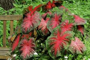 Caladiums (Caladium spp.) will grow in sun or shade, beds or containers. Just choose the right variety for your site.