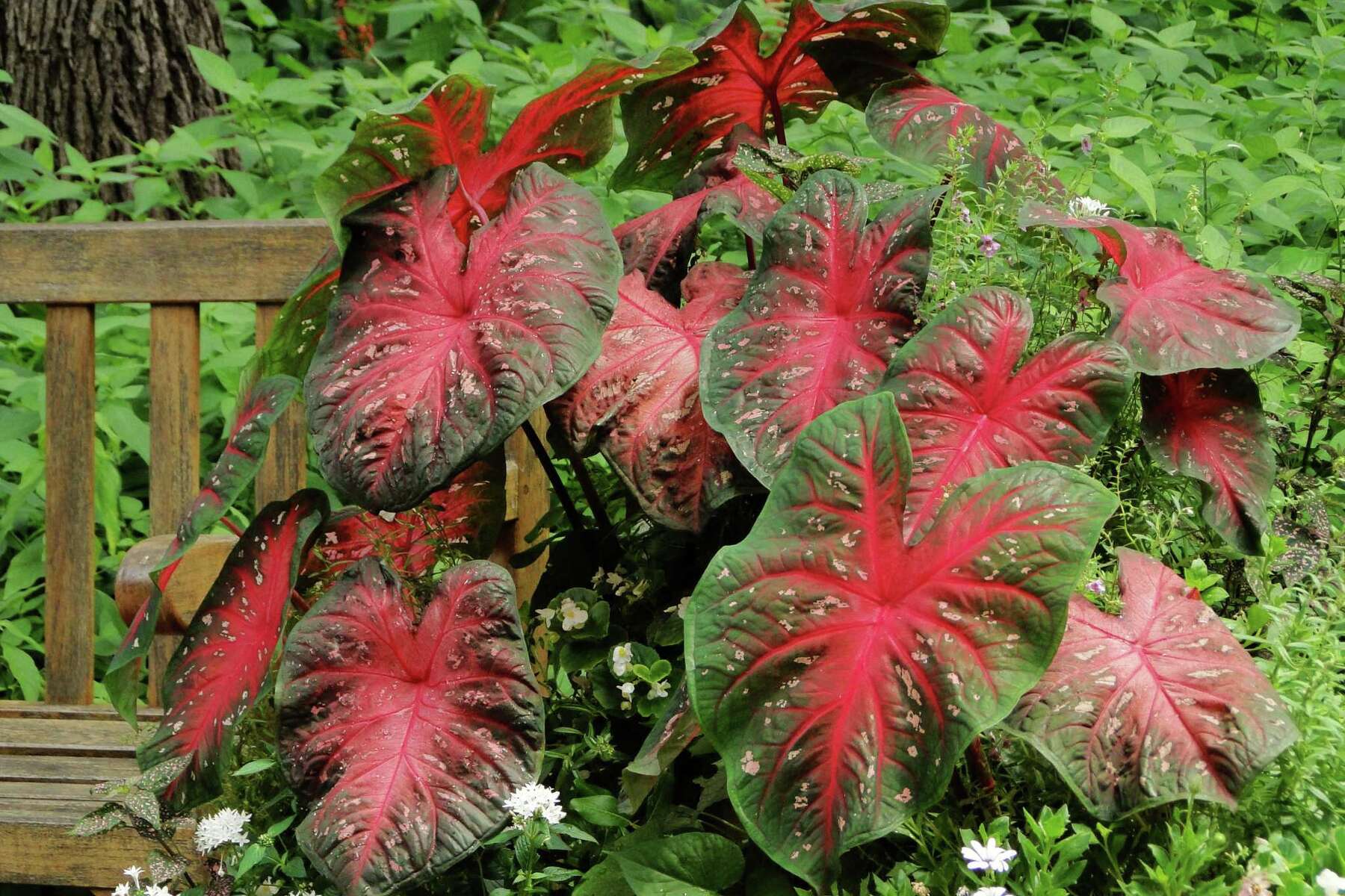 caladium plant care winter