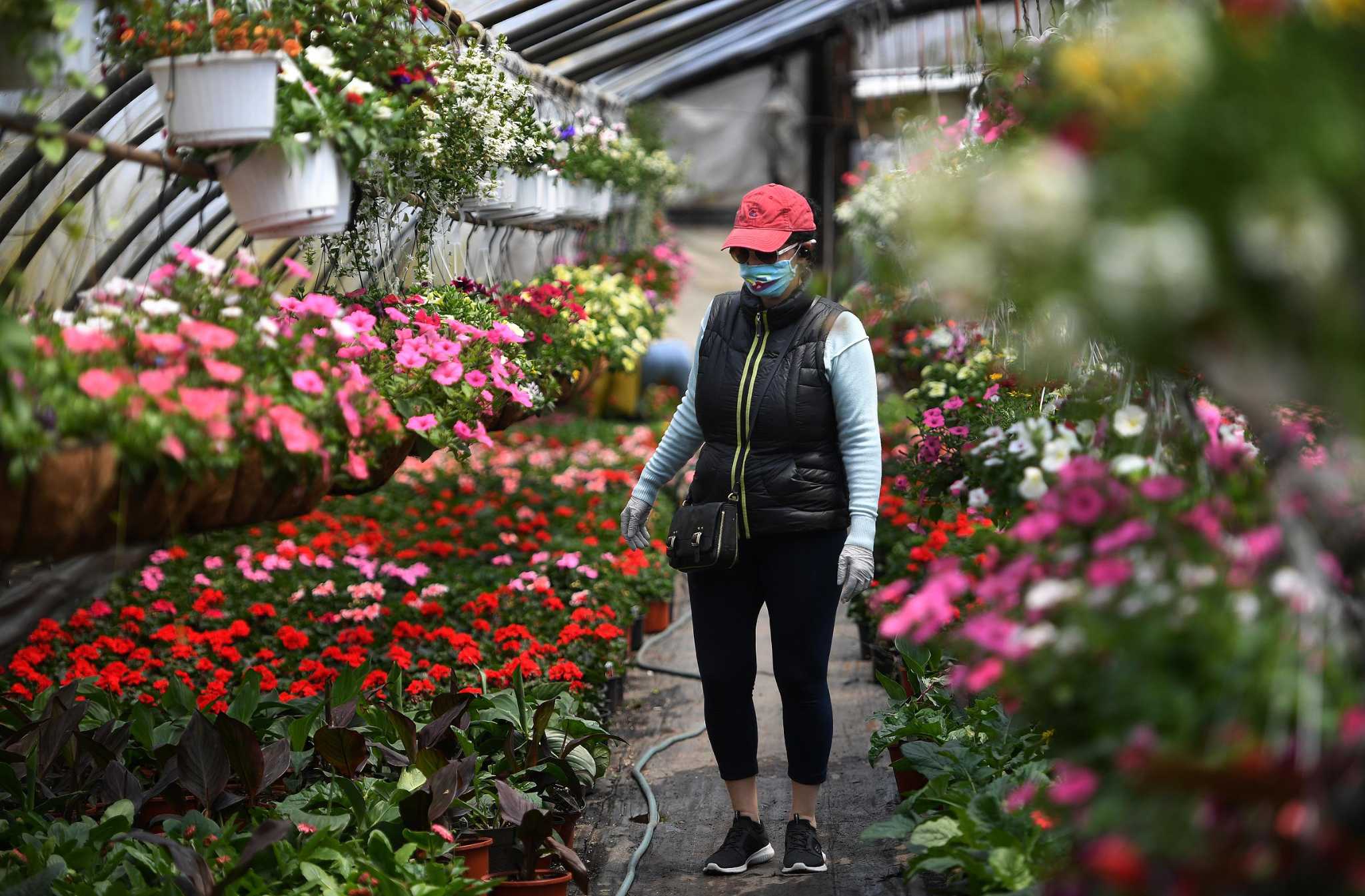 Mask-wearing customers shop for flowers and plants