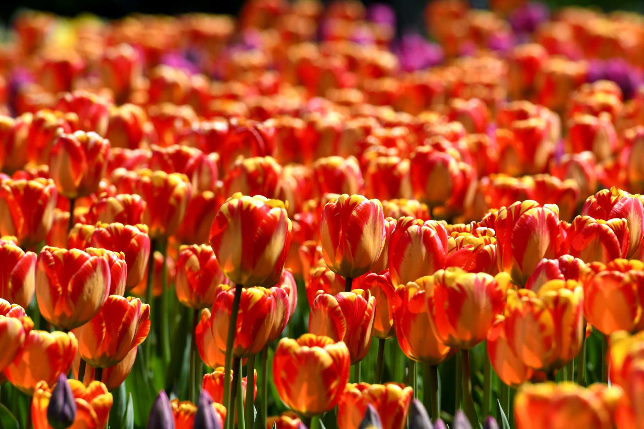 Photos: Capital Region tulips in bloom