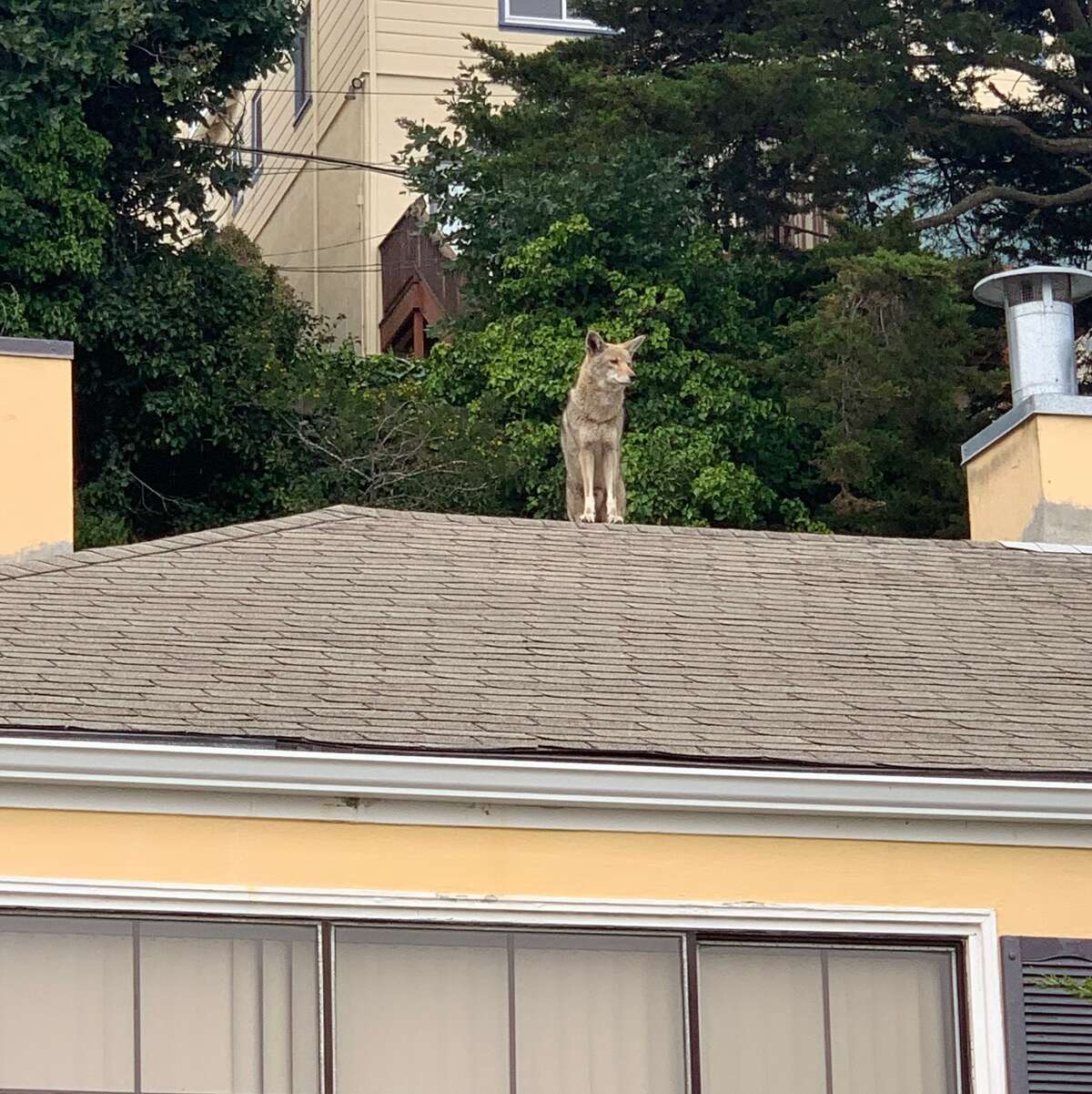 A coyote in San Francisco.