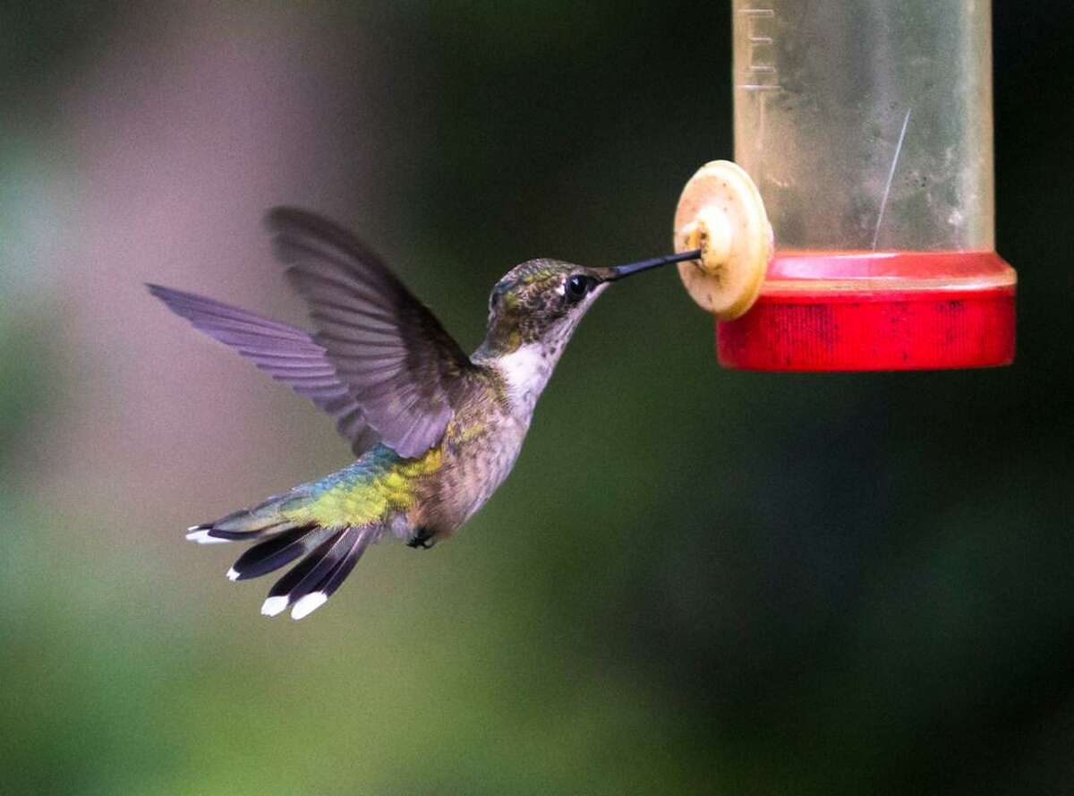A hummingbird feeds from nectar at Al Foster's backyard on Monday, Aug. 19, 2019 in Summerville, S.C.