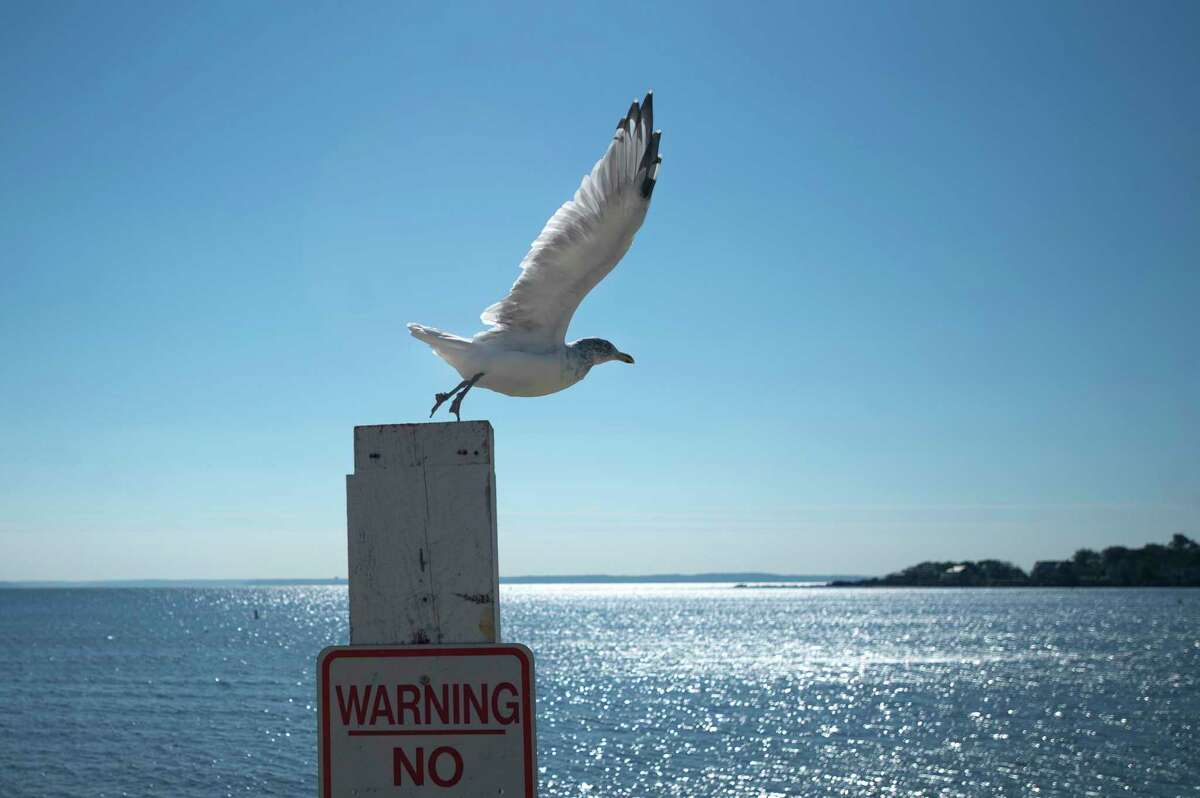A seagull flies off a sign post at Cummings Beach in Stamford.
