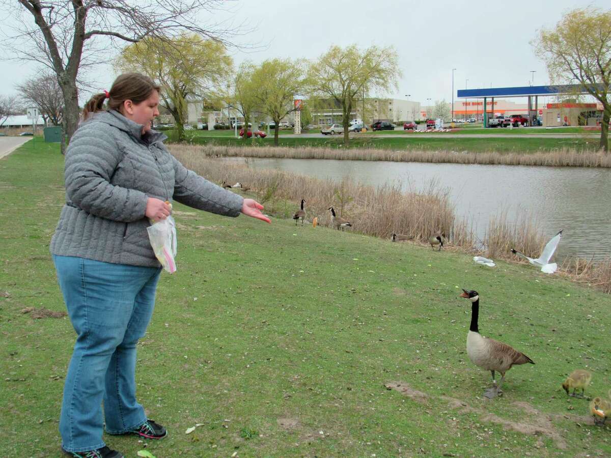 Kristin Beach feeds geese and gulls on her lunch break on Saturday, May 9. (Victoria Ritter/vritter@mdn.net)