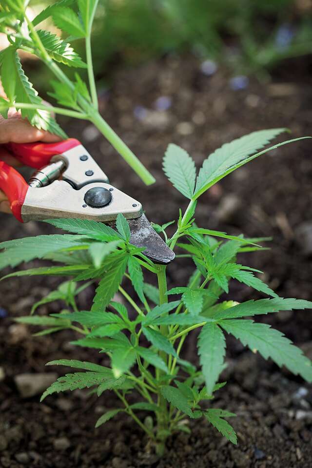 Johanna Silver, author of “Growing Weed in the Garden,” prunes a pot plant.